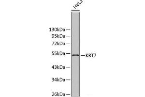 Western blot analysis of extracts of HeLa cells using KRT7 Polyclonal Antibody. (Cytokeratin 7 antibody)