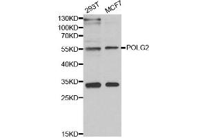 Western blot analysis of extracts of various cell lines, using POLG2 antibody. (POLG2 antibody)