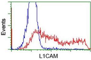 HEK293T cells transfected with either RC211601 overexpress plasmid (Red) or empty vector control plasmid (Blue) were immunostained by anti-L1CAM antibody (ABIN2453222), and then analyzed by flow cytometry. (L1CAM antibody)