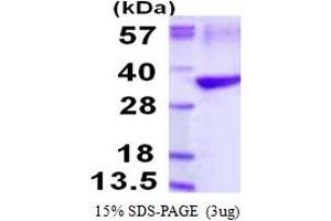 SDS-PAGE (SDS) image for Tropomyosin 3 (TPM3) (AA 1-248) protein (His tag) (ABIN667651) (TPM3 Protein (AA 1-248) (His tag))