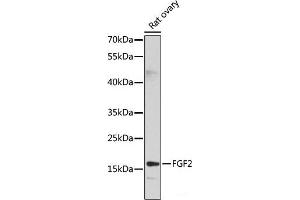 Western blot analysis of extracts of Rat ovary using FGF2 Polyclonal Antibody at dilution of 1:1000. (FGF2 antibody)