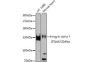 Western blot analysis of extracts of various cell lines, using Integrin alpha 5 (ITG/CD49e) antibody (ABIN6131552, ABIN6142564, ABIN6142565 and ABIN6221799) at 1:1000 dilution. (ITGA5 antibody  (AA 750-1000))