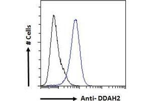 ABIN184668 Flow cytometric analysis of paraformaldehyde fixed A431 cells (blue line), permeabilized with 0. (DDAH2 antibody  (C-Term))