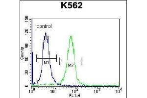 SP6 Antibody (Center) (ABIN656940 and ABIN2846130) flow cytometric analysis of K562 cells (right histogram) compared to a negative control cell (left histogram). (SP6 antibody  (AA 196-225))