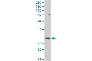 TFPI2 MaxPab rabbit polyclonal antibody. (TFPI2 antibody  (AA 1-235))
