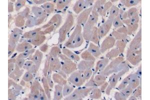 Immunohistochemistry (IHC) image for anti-Caspase 9, Apoptosis-Related Cysteine Peptidase (CASP9) (AA 331-411) antibody (ABIN7438694)