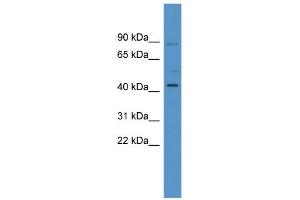 WB Suggested Anti-ZNF540 Antibody Titration: 0.