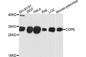 Western blot analysis of extracts of various cell lines, using COPE antibody.