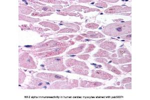 Image no. 1 for anti-Endothelial PAS Domain Protein 1 (EPAS1) (C-Term) antibody (ABIN363383) (EPAS1 antibody  (C-Term))