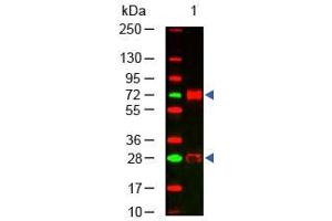 Western Blot of Rabbit anti-Chicken IgG Antibody. (Rabbit anti-Chicken IgG (Heavy & Light Chain) Antibody)