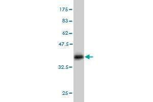 Western Blot detection against Immunogen (35. (AKT3 antibody  (AA 100-189))