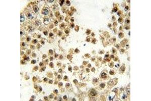 IHC analysis of FFPE human testis tissue stained with ACE2 antibody (ACE2 antibody  (AA 59-90))
