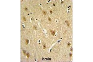 ST8SIA4 Antibody (Center) IHC analysis in formalin fixed and paraffin embedded brain tissue followed by peroxidase conjugation of the secondary antibody and DAB staining. (ST8SIA4 antibody  (Middle Region))