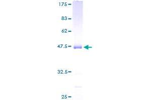 UBE2M Protein (AA 1-183) (GST tag)