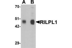 Western blot analysis of RILPL1 in rat cerebellum tissue lysate with RILPL1 Antibody  at (A) 0. (RILPL1 antibody  (N-Term))