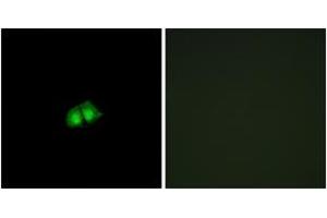Immunofluorescence analysis of A549 cells, using COPS2 Antibody.
