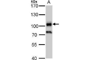 WB Image CD19 antibody detects CD19 protein by western blot analysis. (CD19 antibody)