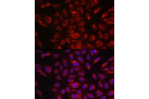 Immunofluorescence analysis of U2OS cells using P4HB Rabbit pAb (ABIN6134876 and ABIN6145140) at dilution of 1:150 (40x lens). (P4HB antibody)