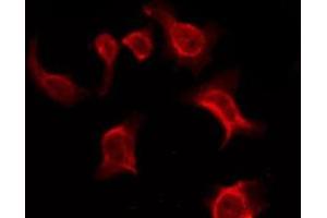 ABIN6276196 staining Hela by IF/ICC. (OR9Q1 antibody  (C-Term))