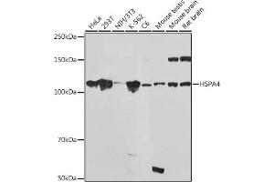 Western blot analysis of extracts of various cell lines, using HSP Rabbit mAb (ABIN7267580) at 1:1000 dilution. (HSPA4 antibody)