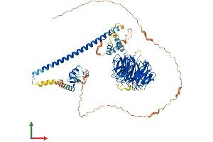 Protein Structure (PS) image for Ring Finger and WD Repeat Domain 2, E3 Ubiquitin Protein Ligase (RFWD2) (AA 1-731) protein (His tag) (ABIN7555202)
