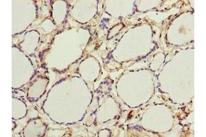 Immunohistochemistry of paraffin-embedded human thyroid tissue using ABIN7166396 at dilution of 1:100