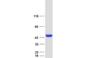 Validation with Western Blot