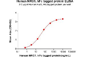 Neuregulin 1 (NRG1) (AA 20-242) protein (Fc Tag)