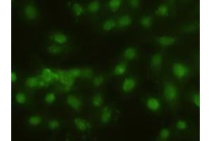 Immunofluorescent staining of HeLa cells using anti-HHex mouse monoclonal antibody (ABIN2452382). (HHEX antibody  (AA 100-270))