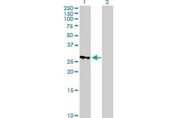 MRPS18B antibody  (AA 1-258)