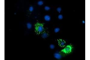 Anti-ENDOG mouse monoclonal antibody (ABIN2455482) immunofluorescent staining of COS7 cells transiently transfected by pCMV6-ENTRY ENDOG (RC205089). (Endonuclease G antibody)
