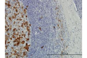 Immunoperoxidase of monoclonal antibody to TYMS on formalin-fixed paraffin-embedded human tonsil. (TYMS antibody  (AA 111-210))