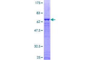 DUSP1 Protein (AA 1-367) (GST tag)