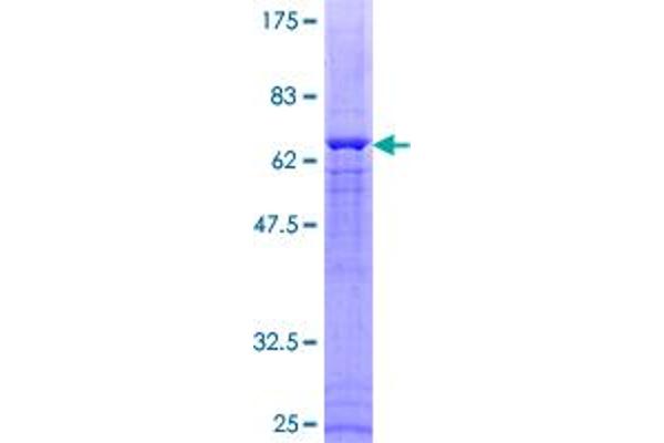 DUSP1 Protein (AA 1-367) (GST tag)