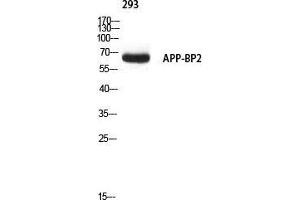 Western Blot (WB) analysis of 293 using APP-BP2 antibody. (APPBP2 antibody)