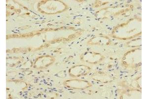 Immunohistochemistry of paraffin-embedded human kidney tissue using ABIN7161137 at dilution of 1:100 (NAE1 antibody  (Regulatory Subunit))