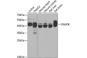 Western blot analysis of extracts of various cell lines, using DGUOK antibody  at 1:1000 dilution. (Deoxyguanosine Kinase antibody  (AA 40-277))