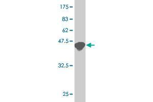 Western Blot detection against Immunogen (45. (ATF3 antibody  (AA 1-181))