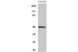 Western Blotting (WB) image for anti-serine/threonine Kinase 24 (STK24) (C-Term) antibody (ABIN3185699)