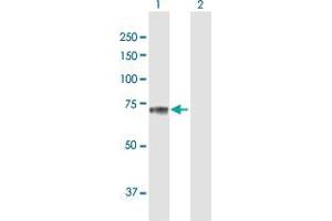 Western Blot analysis of SEMG2 expression in transfected 293T cell line by SEMG2 MaxPab polyclonal antibody.