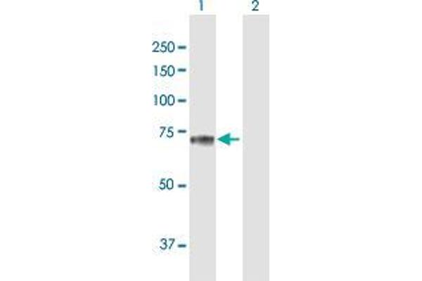 SEMG2 antibody  (AA 1-582)