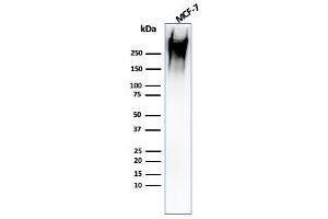 Western Blot Analysis of human MCF-7 cell lysate using MUC1 Mouse Recombinant Monoclonal Antibody (rMUC1/960). (Recombinant MUC1 antibody)