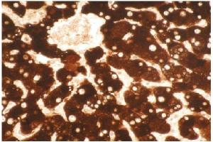 Immunohistochemical staining of formalin-fixed, paraffin- embedded normal human liver  tissue section. (CYP1A2 antibody)