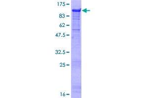 MIER3 Protein (AA 1-522) (GST tag)