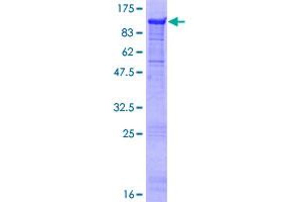 MIER3 Protein (AA 1-522) (GST tag)