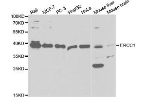 Western blot analysis of extracts of various cell lines, using ERCC1 antibody (ABIN5973037) at 1/1000 dilution. (ERCC1 antibody)