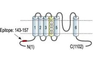 Representative domain view of the target of ABIN7043551.