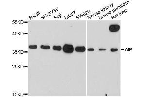Western blot analysis of extracts of various cell lines, using AIP antibody. (AIP antibody  (AA 1-330))