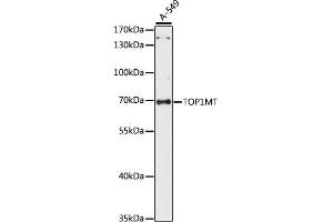 Western blot analysis of extracts of A-549 cells, using TOP1MT antibody (ABIN7270851) at 1:1000 dilution. (TOP1MT antibody  (AA 470-550))