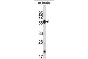 Western blot analysis in mouse brain tissue lysates (35ug/lane). (CLK4 antibody  (N-Term))